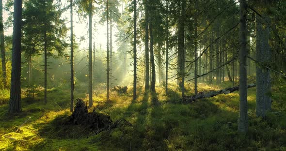 Magical Bright Green Foggy Fairy Tale Forest in Morning at Sunrise Backwards