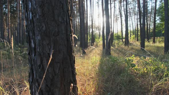 Summer Forest at Sunset