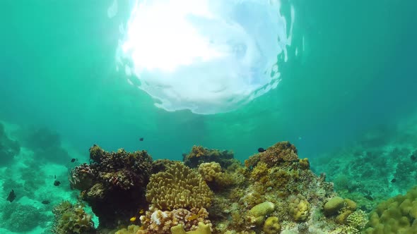 Coral Reef and Tropical Fish. Bohol, Philippines.