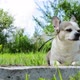 Chihuahua dog lies on the sun on a summer day. - VideoHive Item for Sale