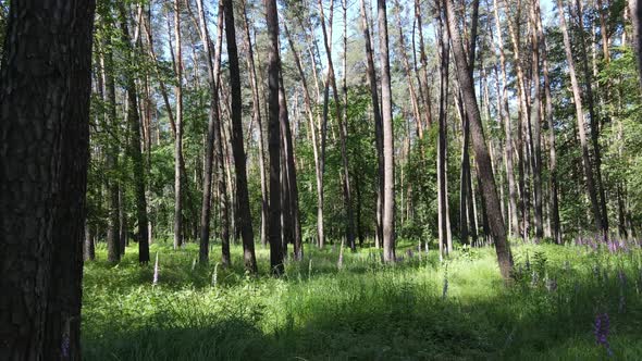 Trees in the Forest By Summer Day