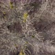 Aerial View From Above of Autumn Forest Gray Trees Bald Trees in Late Autumn - VideoHive Item for Sale