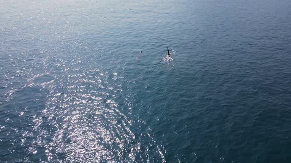 killer whales float to the surface of the ocean