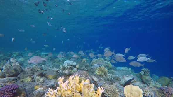 Marine Life Tropical Fish Garden