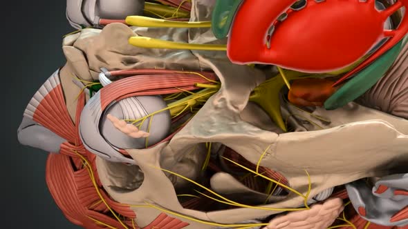 Inside skull core view from above alt