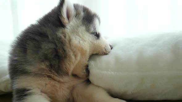 Cute Siberian Husky Chewing White Pillow