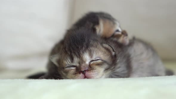 Cute Newborn Kittens Sleeping On Sofa