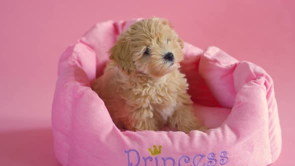 Puppy Dog Is Playing in Its Lair on a Pink Background