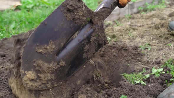 Digging Up the Soil of the Bed with a Shovel Before Wintering in Slow Motion