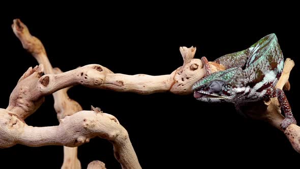 Panther Chameleon Shoots It's Tongue Out To Catch A Cricket