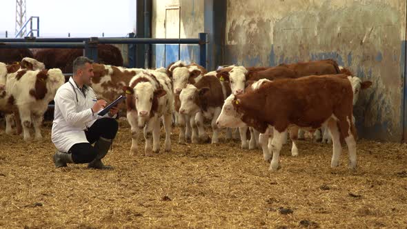 Veterinarian calf herd review.