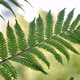 Fern - VideoHive Item for Sale