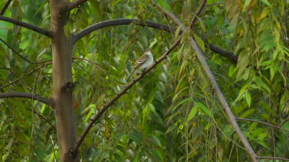 Small grey bird sitting on a tree branch with a green background and taking off it, close-up shot, c