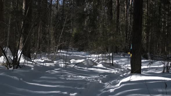 A Brisk Ski Trip Along Forest Trails