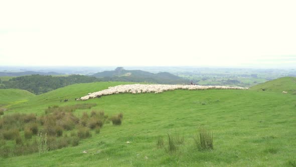 Fast Moving Sheep in Green Organic Farm in New Zealand Nature