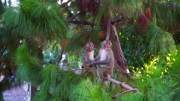 Young wild monkeys on coniferous tree, Vietnam. Wild monkey family in nature