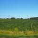 Moving along a green agricultural field and trees on the background - VideoHive Item for Sale