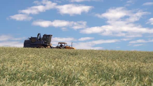 Harvest Blue Sky