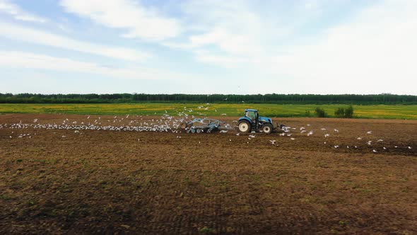 Flock of Wild Birds Flies Around Tractor Working in Field