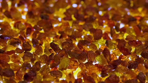 Spinning Full Frame Background of Yellow and Brown Raisins Pile Backlit From Below