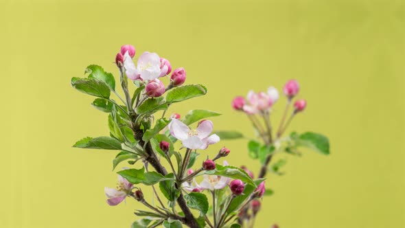 Fruit Flowers Blooming