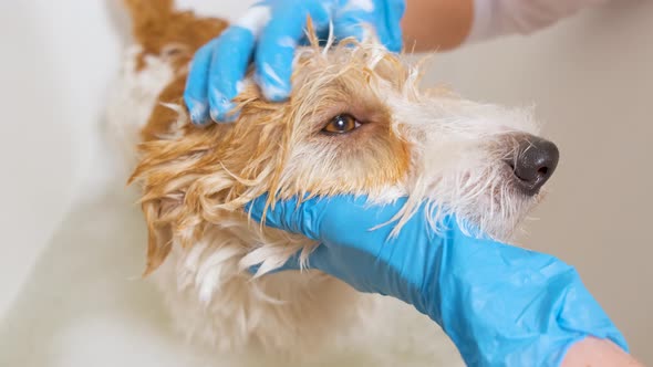 A girl in blue gloves washes a dog in a white tub of water