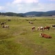 Grassing Cow Herd Beautiful Green Land Forest Mountains Drone View - VideoHive Item for Sale
