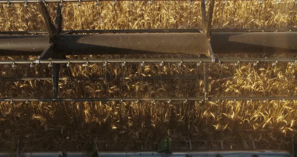 Harvester Combine Reel Closeup Cutting Wheat on Golden Hour at Field