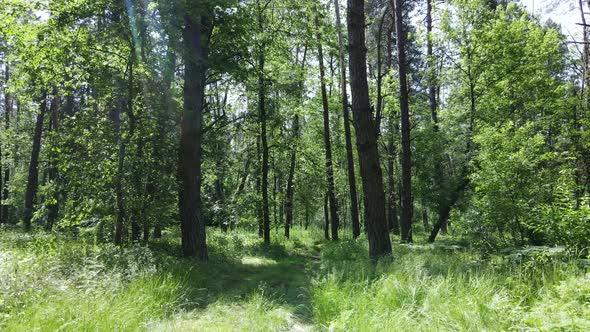 Beautiful Green Forest on a Summer Day Slow Motion