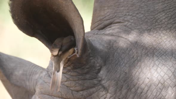 Yellow-billed oxpecker eats insects out a rhino ear