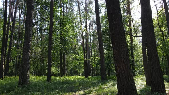 Beautiful Green Forest on a Summer Day Slow Motion