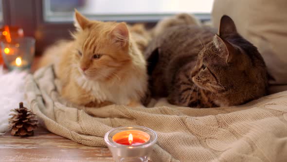 Two Cats Lying on Blanket at Home Window Sill