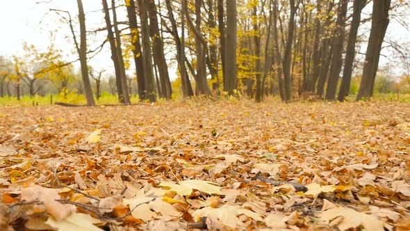 Subjective Camera Moves Forward Through the Autumn Forest