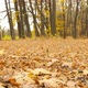 Subjective Camera Moves Forward Through the Autumn Forest - VideoHive Item for Sale