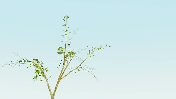 A time-lapse animation of growth of a lonely tree in windy environment. HD