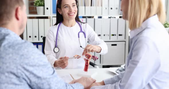 Gynecologist Conducts Consultation for Married Couple and Shows on Model How Fertilization of Uterus