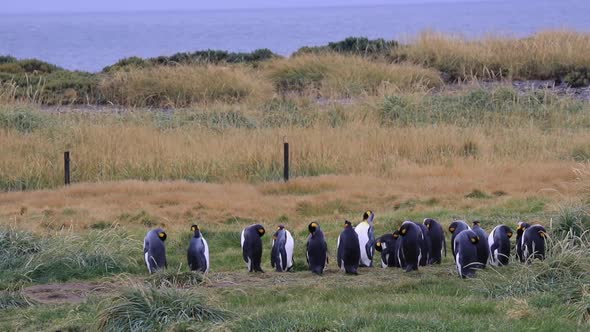 Royal Penguins On Tierra Del Fuego In Chile