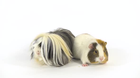 Fluffy Sheltie Guinea Pig Is Sitting with Short-haired Guinea Pig at White Background in Studio