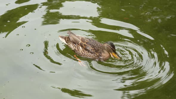 Female mallard duck diving for food in an artificial pond close-up in slow motion