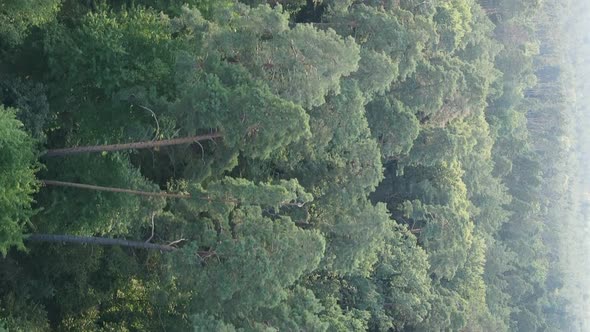 Vertical Video of a Beautiful Forest in Summer