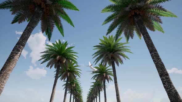 Plane Over Palm Trees Airplane Flight Landscape Island Nature Beach Tropical Travel alt
