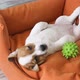 Cute Puppy Sleeping in a Couch - VideoHive Item for Sale