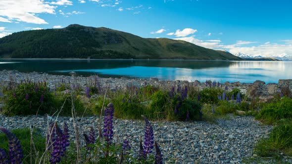 Spring Tekapo Lake in New Zealand