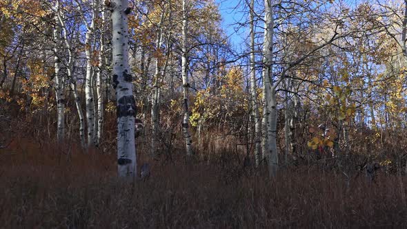 Two mountain bikers riding on trail through forest during Fall