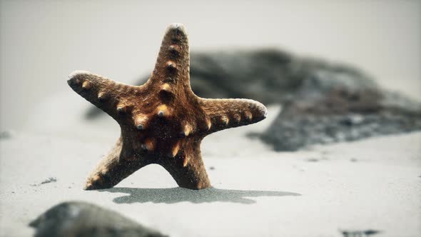 Red Starfish on Ocean Beach with Golden Sand