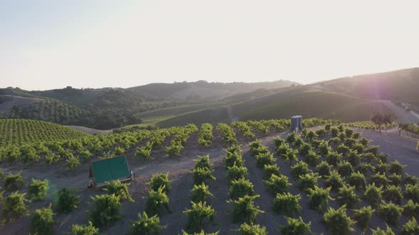 Aerial Drone Shot of Rolling Hills Covered in Vineyards During Sunset (Paso Robles, California)