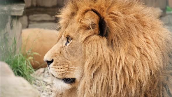 An Adult Lion  the King of Animals Lies and Rests