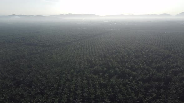Oil palm in mist morning