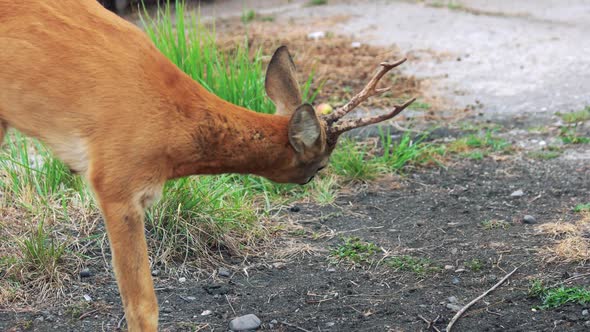 Cute Young Deer on the Farm