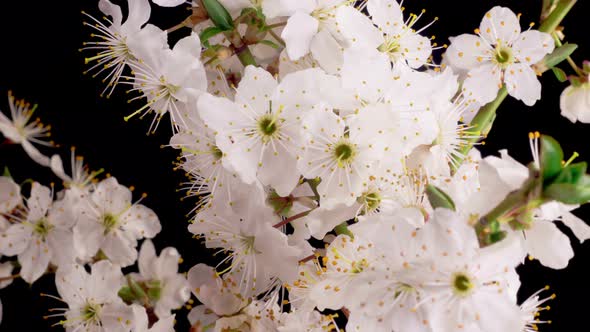 Cherry Blossom. White Flowers Blossoms on the Branches Cherry Tree.